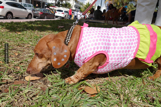 Dog Training in Miami (69)