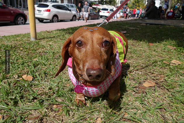 Dog Training in Miami (67)