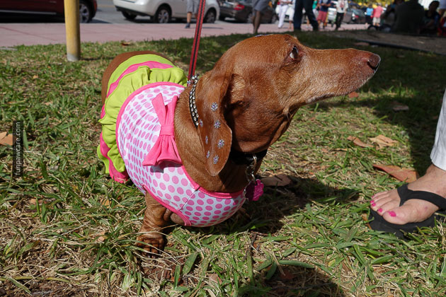 Dog Training in Miami (65)