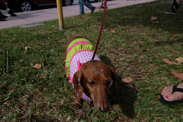 Dog Training in Miami (64)