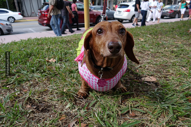 Dog Training in Miami (63)