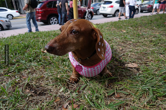 Dog Training in Miami (62)