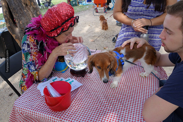 Dog Training in Miami (60)