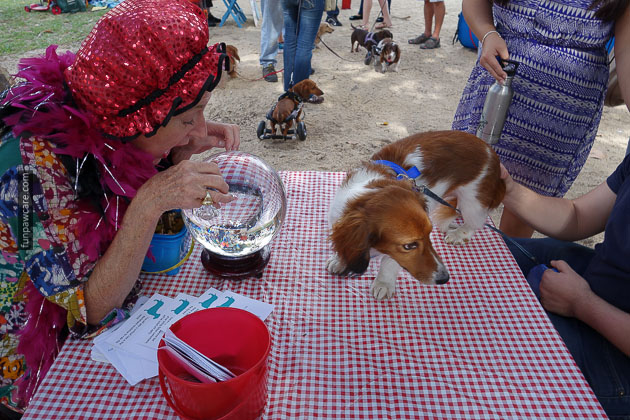 Dog Training in Miami (59)