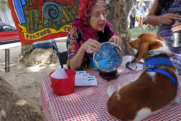 Dog Training in Miami (57)