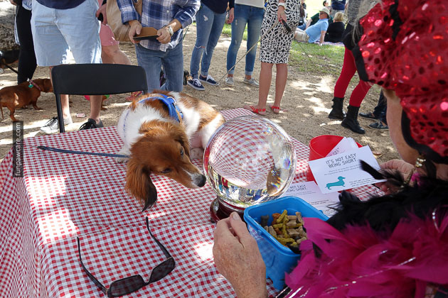 Dog Training in Miami (56)