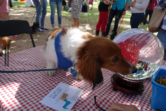 Dog Training in Miami (55)