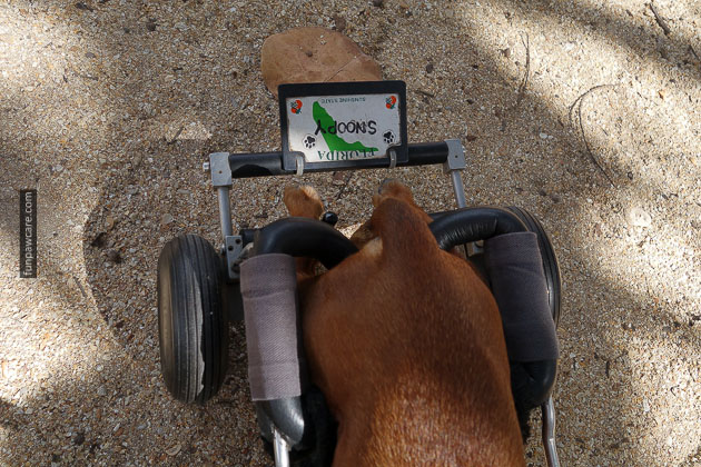 Dog Training in Miami (53)