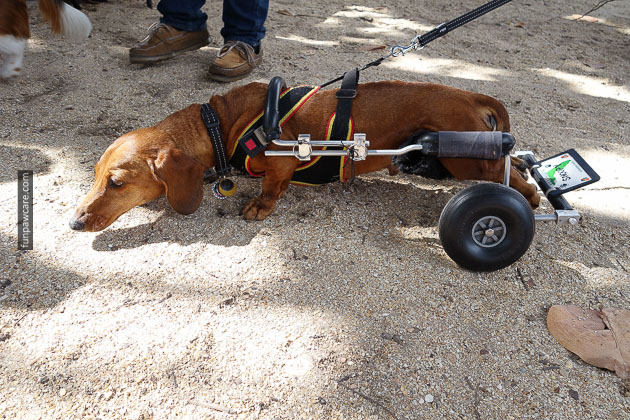 Dog Training in Miami (49)