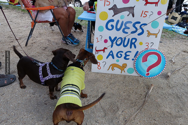 Dog Training in Miami (48)