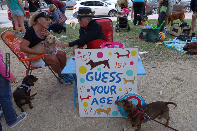 Dog Training in Miami (45)
