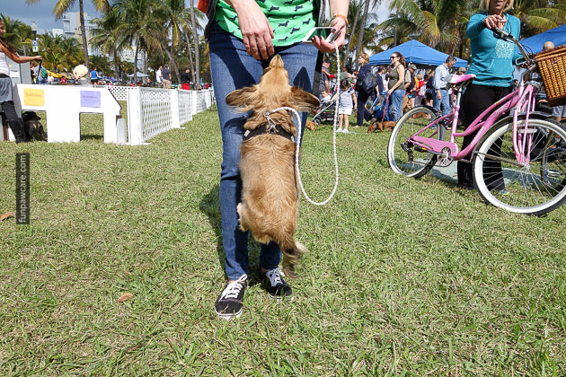 Dog Training in Miami (44)