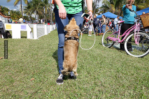 Dog Training in Miami (43)