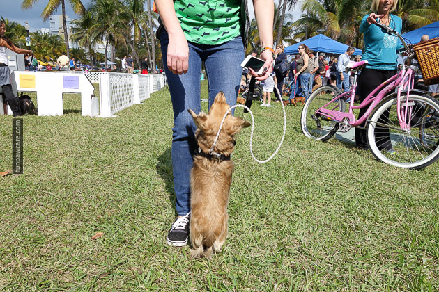 Dog Training in Miami (42)