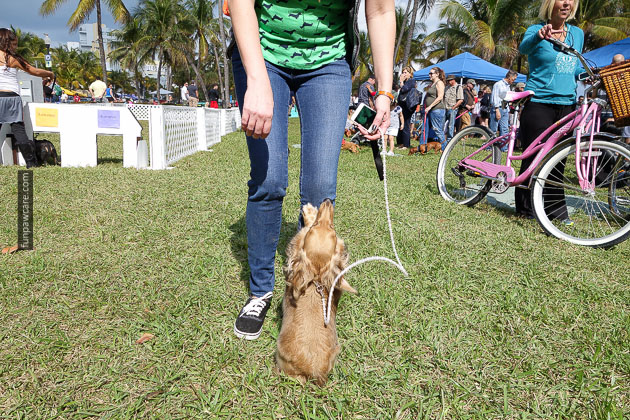 Dog Training in Miami (41)