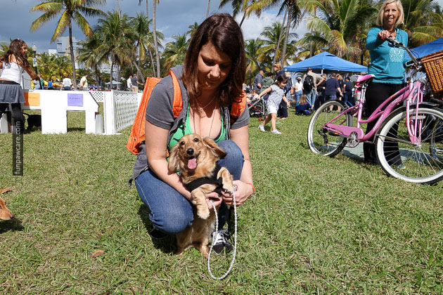 Dog Training in Miami (39)