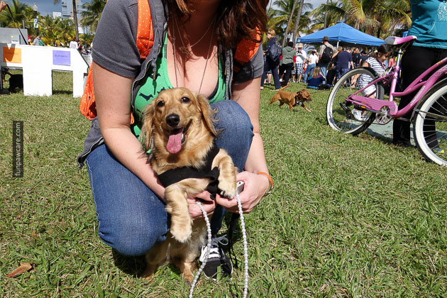 Dog Training in Miami (38)