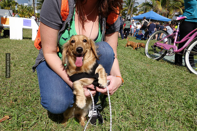 Dog Training in Miami (37)