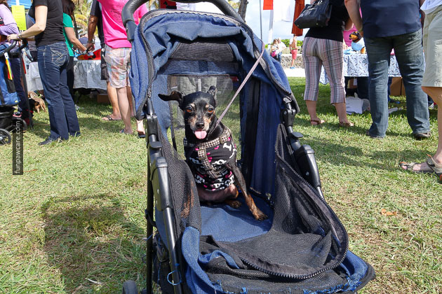 Dog Training in Miami (30)