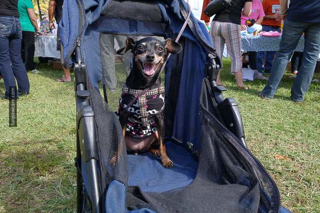 Dog Training in Miami (29)
