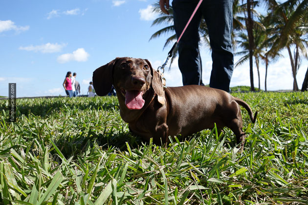 Dog Training in Miami (82)