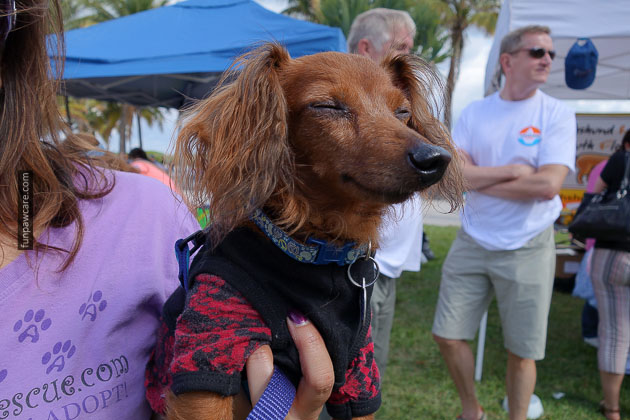 Dog Training in Miami (27)