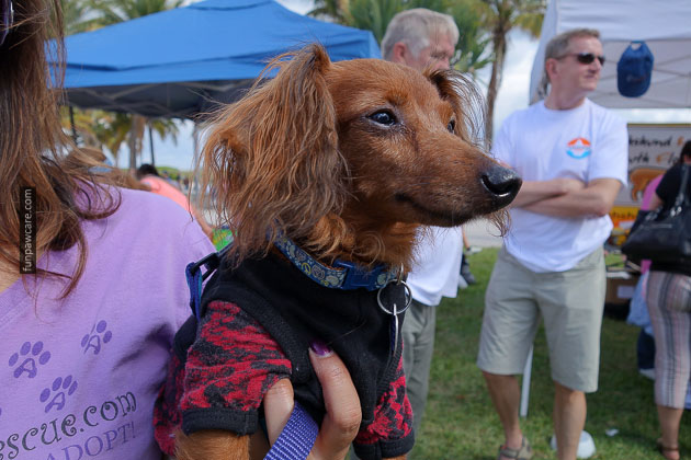 Dog Training in Miami (26)