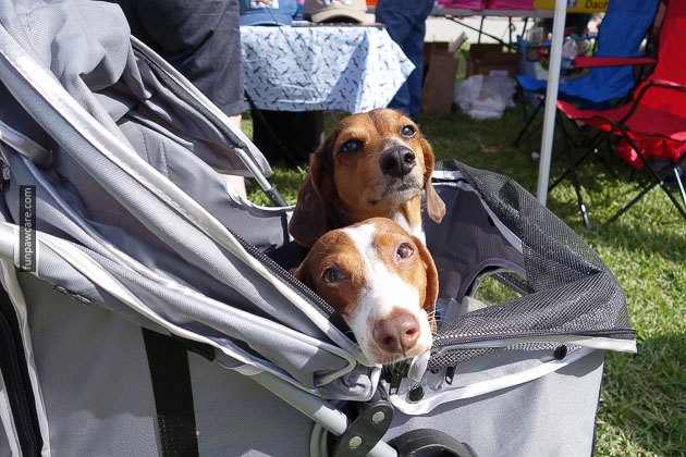 Dog Training in Miami (24)