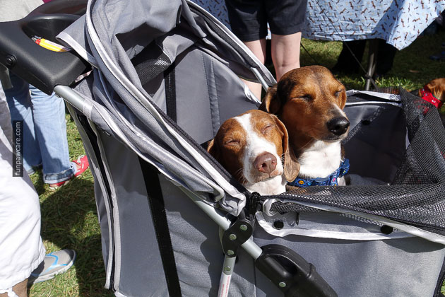 Dog Training in Miami (23)