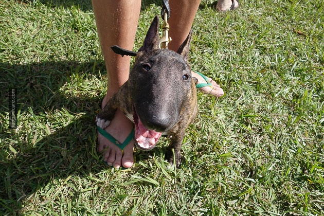 Dog Training in Miami (3)