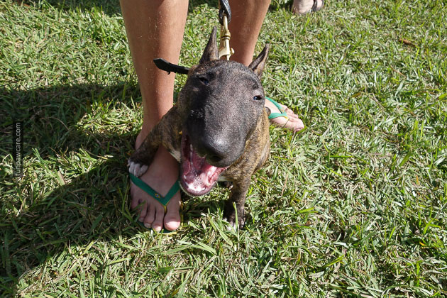 Dog Training in Miami (2)