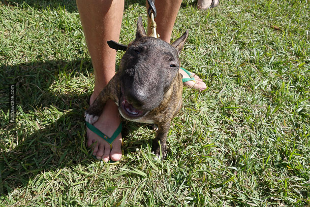 Dog Training in Miami (1)