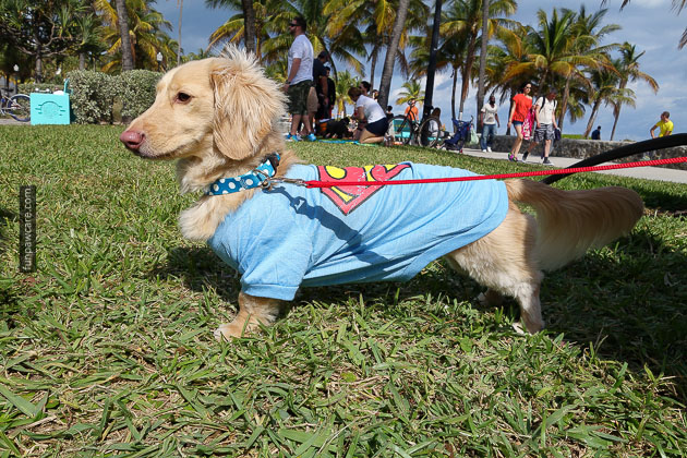 Dog Training in Miami (85)