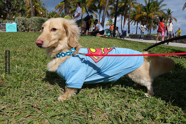Dog Training in Miami (84)