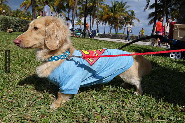 Dog Training in Miami (83)