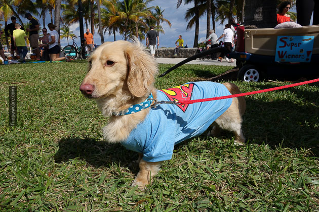 Dog Training in Miami (82)