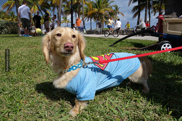 Dog Training in Miami (81)