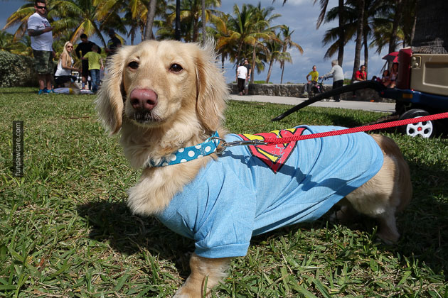 Dog Training in Miami (80)