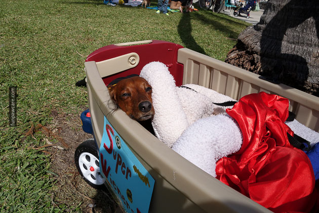 Dog Training in Miami (79)