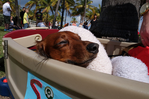 Dog Training in Miami (78)