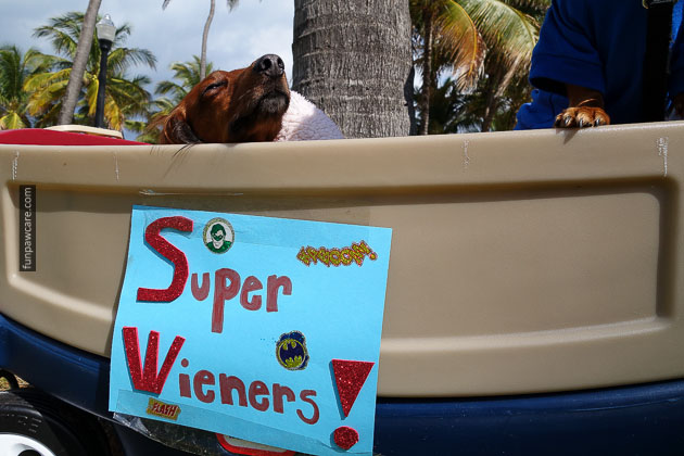 Dog Training in Miami (76)