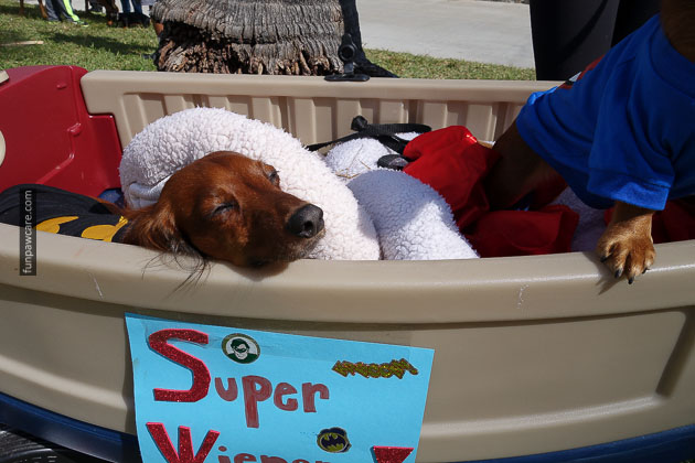 Dog Training in Miami (75)