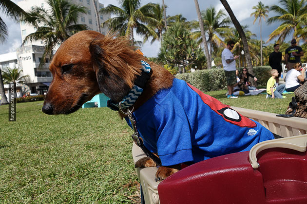 Dog Training in Miami (72)