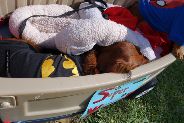 Dog Training in Miami (71)