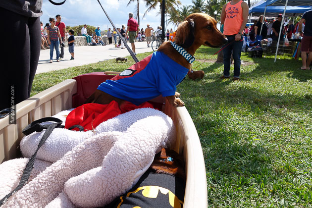 Dog Training in Miami (70)