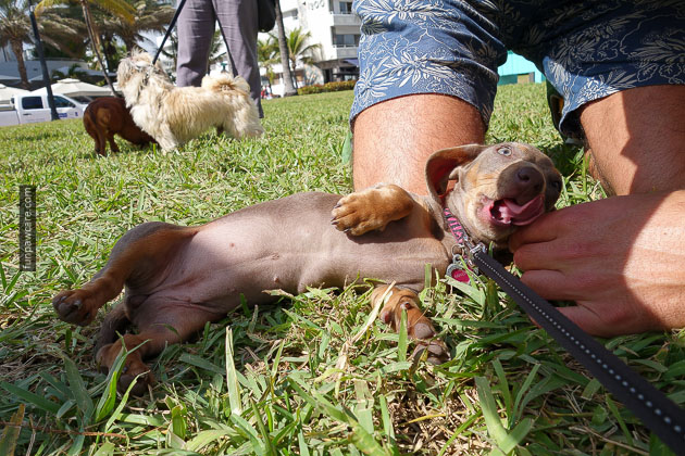 Dog Training in Miami (64)