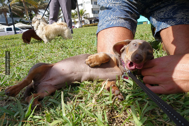 Dog Training in Miami (63)