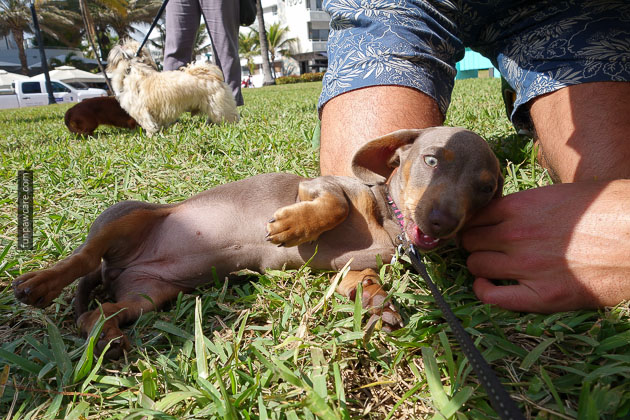 Dog Training in Miami (62)