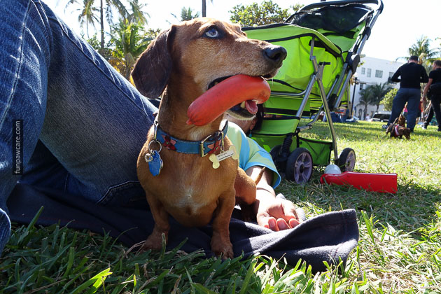 Dog Training in Miami (16)