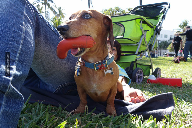 Dog Training in Miami (15)